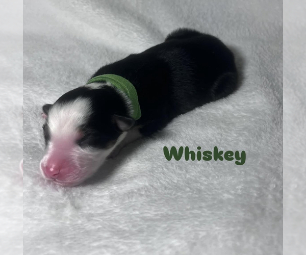 Medium Photo #6 Australian Shepherd Puppy For Sale in OLD LYME, CT, USA