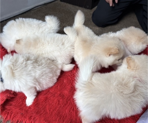 Medium Photo #3 Pomeranian Puppy For Sale in DAVIS, CA, USA