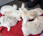 Small #2 Pomeranian