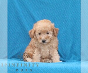 Goldendoodle (Miniature) Puppy for sale in AIRVILLE, PA, USA