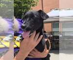 Small #1 Border Collie Mix