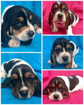 Medium Photo #1 Basset Hound Puppy For Sale in GOOSE CREEK, SC, USA