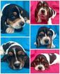 Small Photo #1 Basset Hound Puppy For Sale in GOOSE CREEK, SC, USA