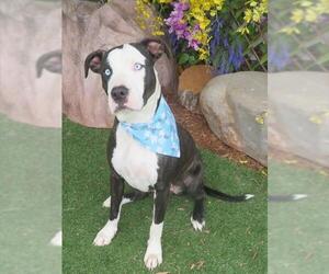 Mutt Dogs for adoption in Oklahoma City, OK, USA