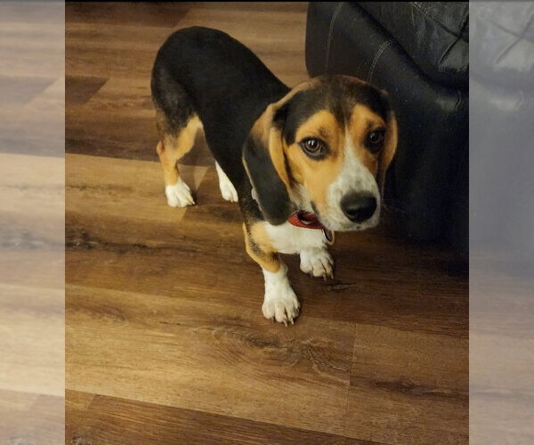 Medium Photo #4 Basset Hound-Unknown Mix Puppy For Sale in Boston, MA, USA
