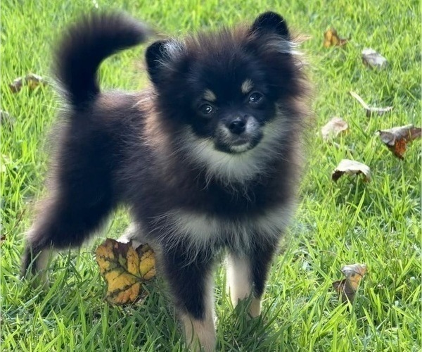 Medium Photo #3 Pomeranian Puppy For Sale in LOGANVILLE, GA, USA