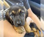 Small Bloodhound Mix