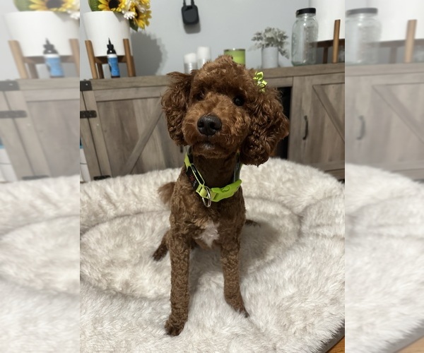 Medium Photo #1 Goldendoodle mix (+ Poodle Miniature) Puppy For Sale in BRONX, NY, USA