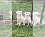 Small Photo #10 Great Pyrenees Puppy For Sale in HAWKINSVILLE, GA, USA