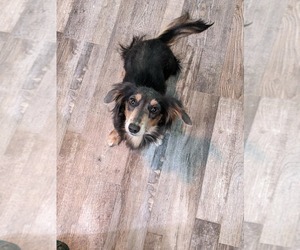 Mother of the Dachshund puppies born on 04/13/2025
