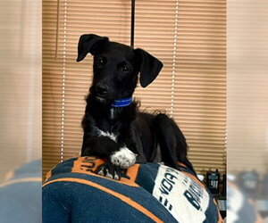 Chi-Poo (Miniature) Dogs for adoption in Mesa, AZ, USA