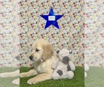 Small Photo #11 Golden Retriever Puppy For Sale in COLTON, CA, USA