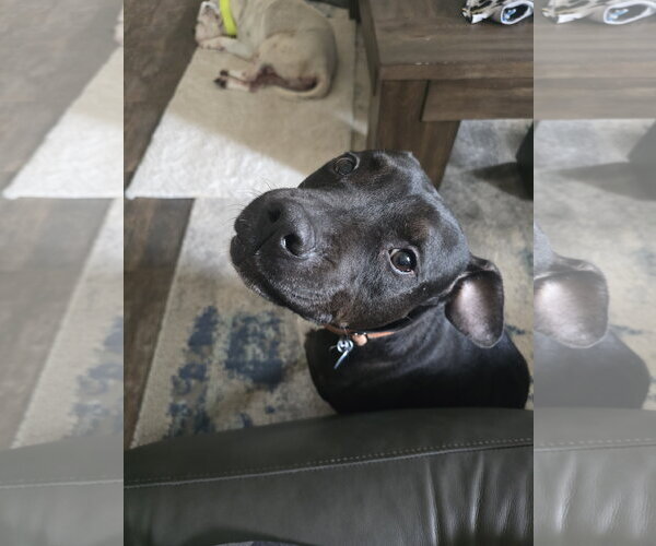 Medium Photo #3 American Pit Bull Terrier-Unknown Mix Puppy For Sale in Rosenberg, TX, USA