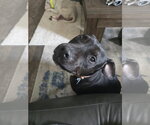 Small #2 American Pit Bull Terrier Mix