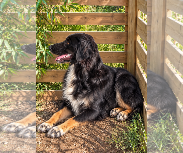 Medium Photo #3 Australian Shepherd Puppy For Sale in Dallas, TX, USA