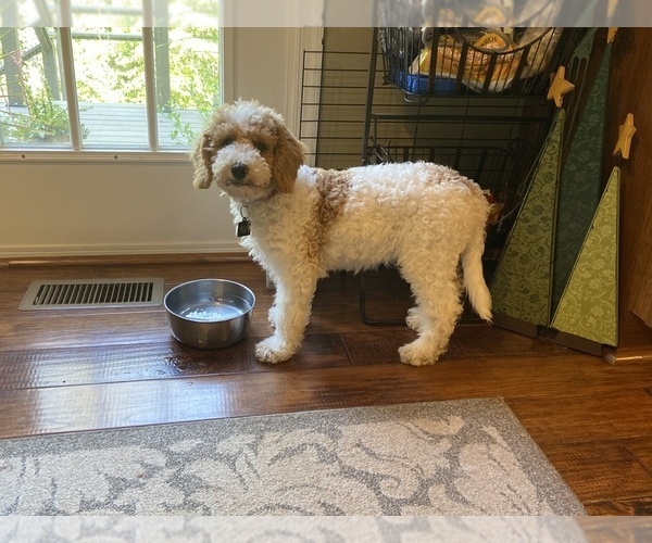 Medium Photo #3 Goldendoodle Puppy For Sale in FALMOUTH, VA, USA