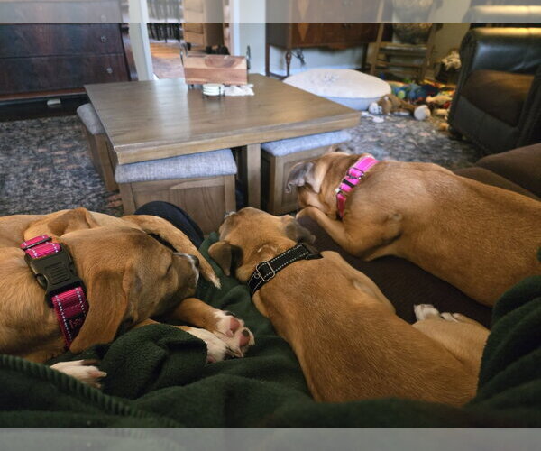 Medium Photo #3 Mutt Puppy For Sale in Woodbury, NY, USA
