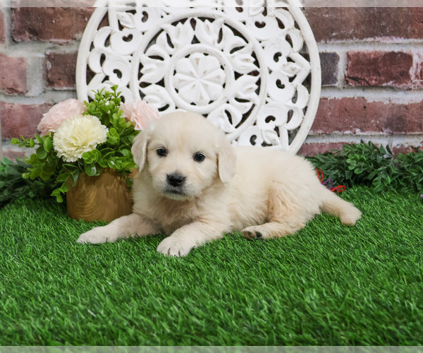 Medium Photo #7 English Cream Golden Retriever Puppy For Sale in SYRACUSE, IN, USA