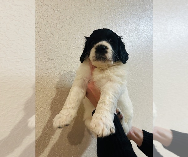 Medium Photo #3 Pyredoodle Puppy For Sale in JOPLIN, MO, USA