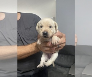 Labrador Retriever Puppy for sale in WILDWOOD, FL, USA