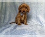 Small #7 Cavapoo (Miniature)