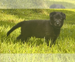 Small #2 German Shepherd Dog
