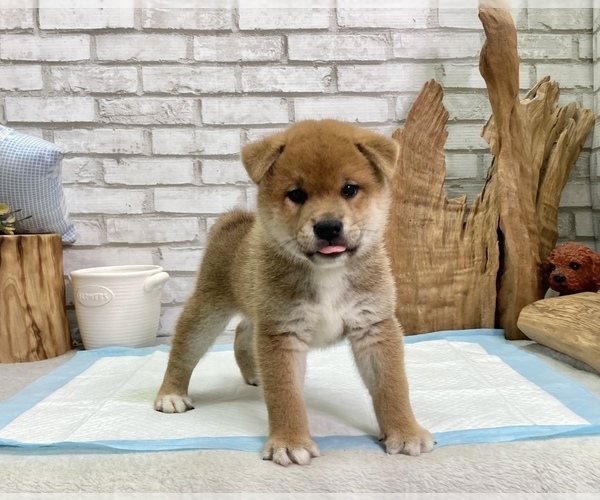 Medium Photo #6 Shiba Inu Puppy For Sale in SAN FRANCISCO, CA, USA
