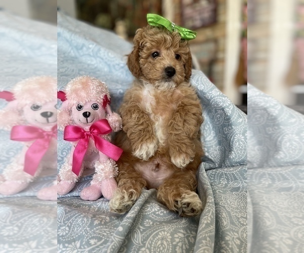 Medium Photo #6 Maltipoo Puppy For Sale in FEASTERVILLE TREVOSE, PA, USA
