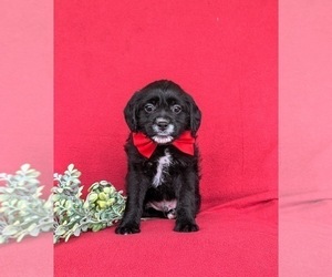 Jug-Poodle (Miniature) Mix Puppy for sale in LEOLA, PA, USA