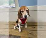 Small #7 Beagle