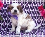 Small Photo #4 Australian Stumpy Tail Cattle Dog-Poodle (Toy) Mix Puppy For Sale in CLAY, PA, USA