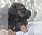 Small #6 Poodle (Standard)