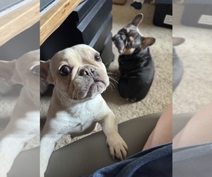 Mother of the French Bulldog puppies born on 08/22/2025