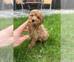 Small #6 Goldendoodle (Miniature)