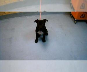 Mutt Dogs for adoption in Tulsa, OK, USA