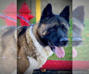 Akita-Unknown Mix Dogs for adoption in San Andreas, CA, USA