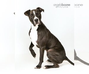 Champ - Male American Pit Bull Terrier-Unknown Mix Dog for Adoption - Photo #3