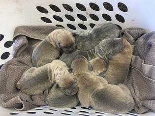Boerboel-Cane Corso Mix Puppy for sale in COWICHE, WA, USA