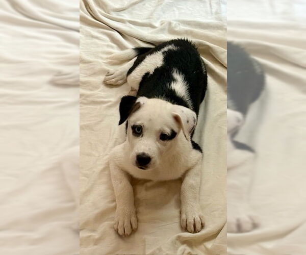 Medium Photo #6 Huskies -Unknown Mix Puppy For Sale in Mesa, AZ, USA