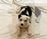 Small #5 Huskies  Mix