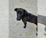 Small #9 Bloodhound-German Shepherd Dog Mix