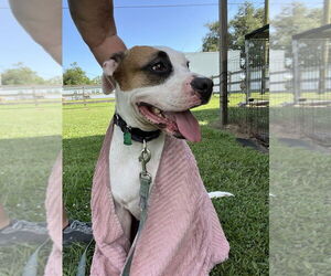 Boxer-Unknown Mix Dogs for adoption in Abbeville, LA, USA