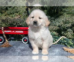Puppy Monty English Cream Golden Retriever