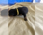 Small Photo #39 Rottweiler Puppy For Sale in RICHLAND, GA, USA