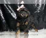 Puppy 8 Poodle (Miniature)