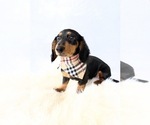 Small #4 Dachshund