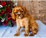 Small #3 Cavalier King Charles Spaniel