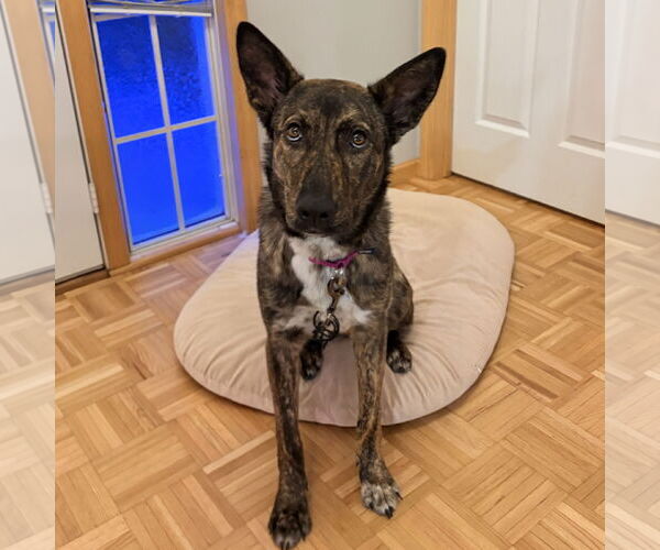 Medium Photo #8 Mutt Puppy For Sale in Fargo, ND, USA