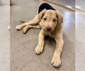 Wink - Female Anatolian Shepherd-Golden Retriever Mix Dog for Adoption - Photo #2