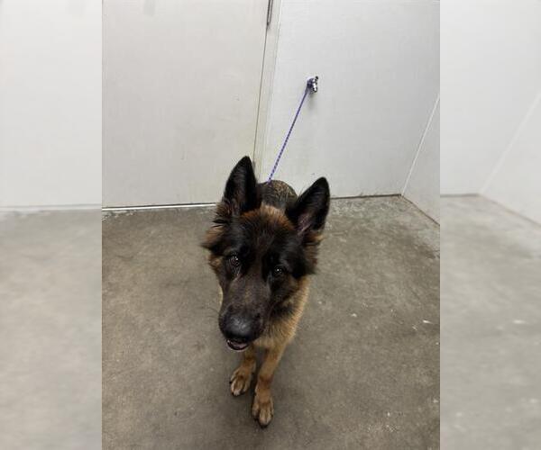 Medium Photo #1 German Shepherd Dog Puppy For Sale in Rosenberg, TX, USA